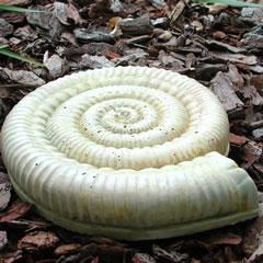 ammonite-fossil.jpg