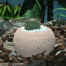 arrow_head_cactus_pot.jpg