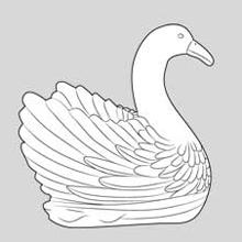 ds022swanraisedhead.jpg