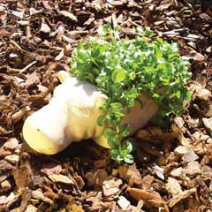 hippo_planter_sml.jpg