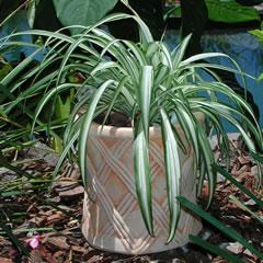 lattice-weave-planter.jpg