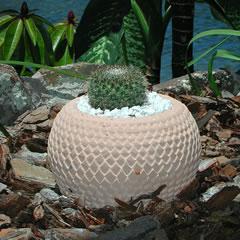 round-cactus-arrow-head.jpg