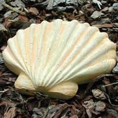 scallop.jpg