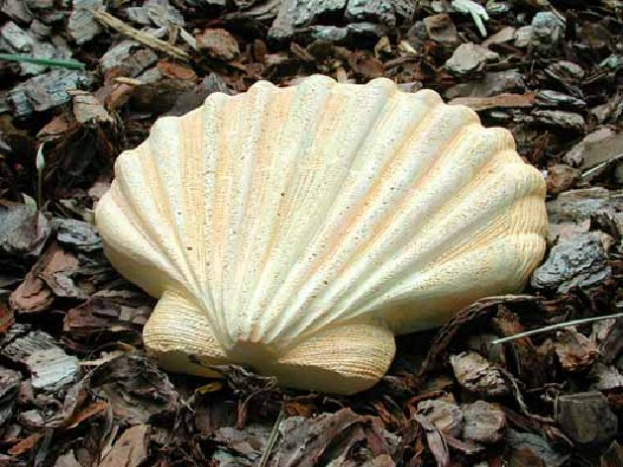 scallop_shell_stepping_stone.jpg