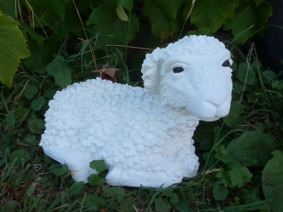 sheep_curly_wool.jpg
