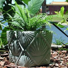 shell-planter.jpg