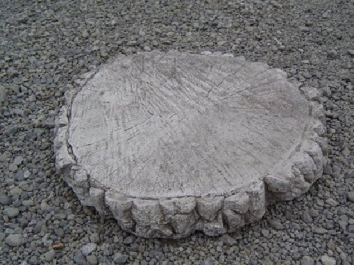 tree_ring_stepping_stone_lge.jpg