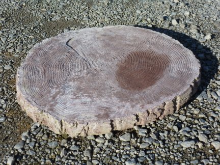 tree_ring_stepping_stone_med.jpg